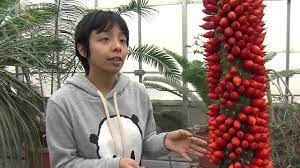 Corpse flower, death flower, titan arum. Cornell Titan Arum Update December 2012 Youtube