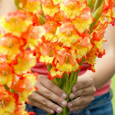 Image result for Gladiolus magnificus
