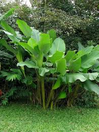 Plant Guide Calathea Lutea Thegardengeeks Tropical Garden Plants Plants Tropical Landscaping