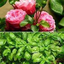 1,574 likes · 33 talking about this. Garden Plants In India A Step By Step Guide Gardening Tips