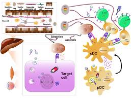 Image result for White 1999 AAV