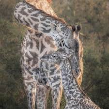Giraffe On Instagram Nothing Like A Mother S Love Dan Galati Giraffelife Giraffeneck Giraffetattoo Stanleythegira Giraffe Neck Giraffe Giraffe Feeding