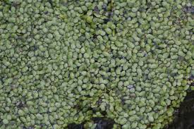 Image result for Lemna aequinoctialis