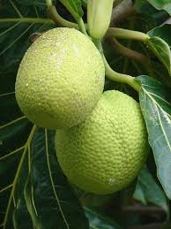Pin On Breadfruit