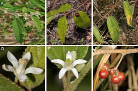 Image result for Malvaceae subfamily Grewioideae