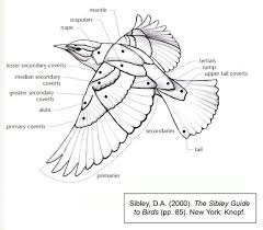 Http 24 Media Tumblr Com D5d79c1bb22de3a94d127216a452c189 Tumblr Mihknpohts1qaiug9o1 1280 Jpg Bird Drawings Wing Anatomy Bird Wings