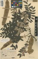 Image result for Albizia antunesiana