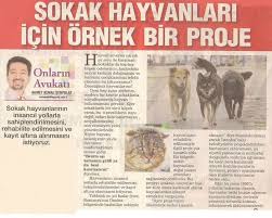 Sokak Hayvanlari Icin Ornek Bir Proje Don Kisot Un Kosesi Kutuphane Haytap Hayvan Haklari Federasyonu