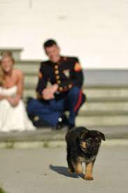 Chesty Our German Shepard Puppy Was My Surprise Wedding Gift To My Husband He Had Always Wanted German Shepard Puppies German Shepherd German Shepherd Dogs