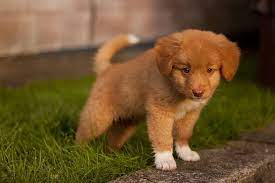 Nova Scotia Duck Tolling Retrievers Schattige Puppies Schattige Dieren Leuke Honden