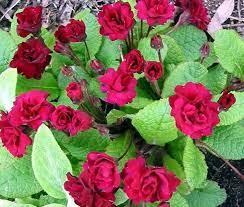 Great perennials for full shade to part shade. Green Garden Dream In Texas Shade Loving Perannials And Flowers Shade Loving Perennials Flowers Perennials Shade Flowers
