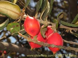 Image result for Pouteria pseudoracemosa