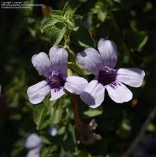 Image result for Dyschoriste thunbergiiflora