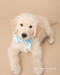 More images for golden retriever puppies new jersey » New Jersey Pet Photography Meet Jax The Golden Puppy Golden Retriever Golden Puppy Puppies