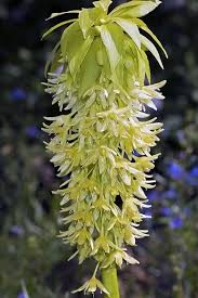 Image result for Eucomis autumnalis