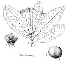 Image result for Ixora kalehensis