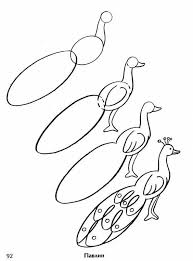 Peacock bird drawing step by step lastbummerrecords com. Step By Step Drawing A Peacock Drawing Lessons Art Drawings For Kids Bird Drawings