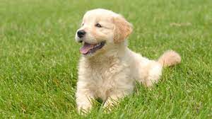 Golden Retriever Entenda Mais Sobre A Raca Pets Diario Do Nordeste