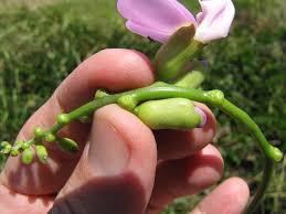 Image result for Canavalia cathartica