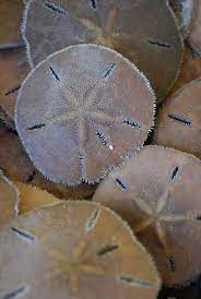 Sand Dollars Sand Dollar Sand