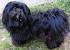 Lhasa Apso Black And White