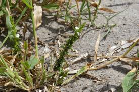 Image result for Striga gesnerioides