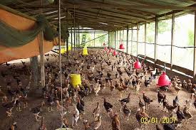 Pimp, coop, flock, chicken, barefoot, drumstick, baja ayam, ternak ayam. Reban Ayam Bahasa English