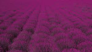 We have a massive amount of desktop and mobile backgrounds. 60 Great Purple Wallpapers For Your Desktop Smartphone Inspirationfeed