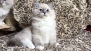 Female lynx ragdoll kitten ready to leave us these pictures of this page are about:lynx ragdoll cat. Ragdoll Blue Lynx Mitted Youtube