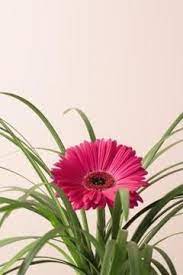 Colors Of Gerbera Daisy Flowers Ground Cover Gerbera Daisy Types Of Soil