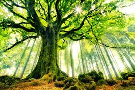 High quality tapestries designed and sold by independent artists around the world. Mural Wallpaper Beautiful Tree Tree Photography Beautiful Nature