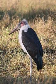 Pin By Animals Mad On Wild Africa African Wildlife Serengeti National Park Tanzania Africa