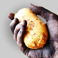 They do best in a paper bag that is kept dry. Potato Cold Storage Room Cantek Group