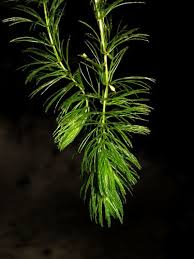 Image result for Ceratophyllum submersum