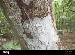 Image result for Ochna arborea