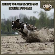 High quality personalized collar at an entry level price point! Basic Camo Tactical Harness Extreme Dog Gear