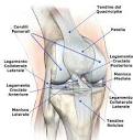 Anatomia del Ginocchio a Rieti e Civita Castellana | SPECIALISTA ...