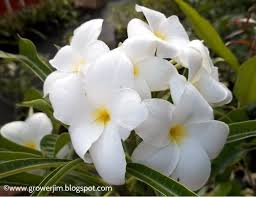 Plumeria Pudica Is An Evergreen To Semi Deciduous Species With White Flowers That Continue To Develop Whenever The Plant Is In Plumeria Pudica Plumeria Plants