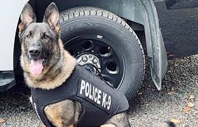 Get To Know Asheville Police Department S K9 Officers The City Of Asheville