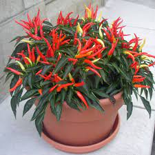 Get it as soon as mon, aug 16. Medusa Ornamental Pepper Plant