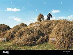 Making Haystack Hi-Res Stock Photography And Images - Alamy