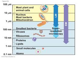 We did not find results for: 4 A Tour Of The Cell Ppt Download