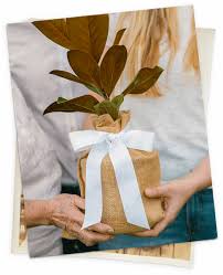 Sending a sympathy plant to someone has long been a tradition in several countries and across many vast. Seeds Of Life Gift Trees Memorial Tree Gifts