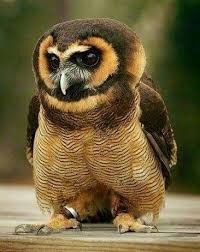 Bird That Sounds Like A Car Alarm Canada Asian Brown Wood Owl With Huge Eyes And Rich Colors Cute Animals Owl Animals Beautiful
