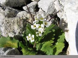 Image result for Arabis alpina