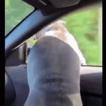 Dog Car Gifs Tenor Together they are so awsome. dog car gifs tenor