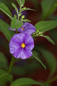 Image result for Exacum