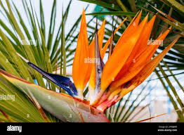 Image result for Strelitziaceae