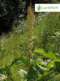 Image result for Rumex ruwenzoriensis
