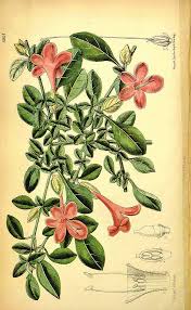 Image result for Barleria saxatilis